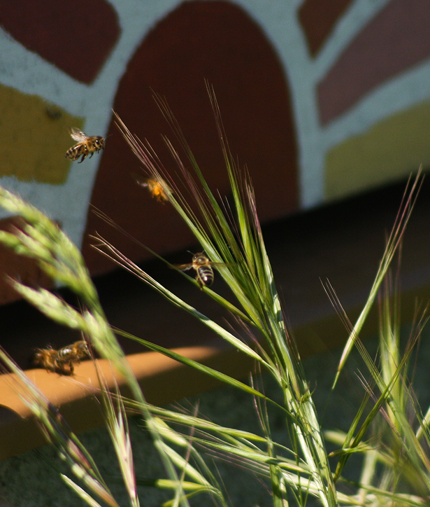 landes_abeilles