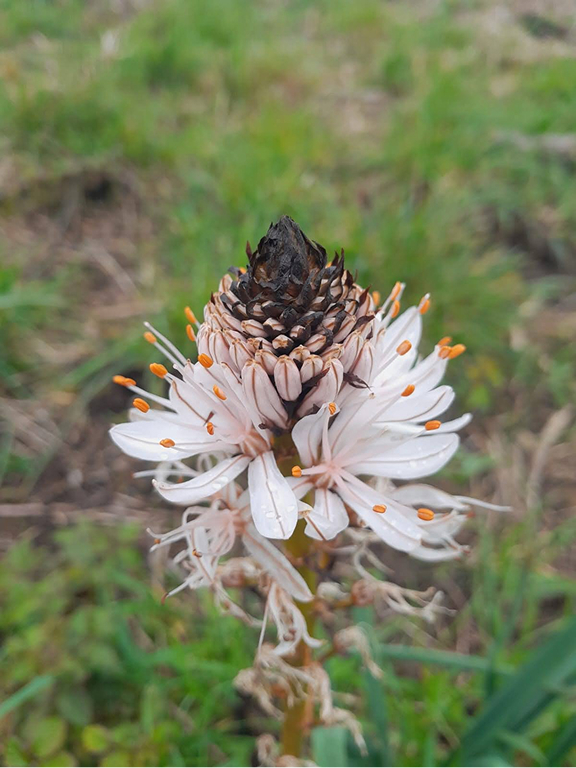 landes_plante